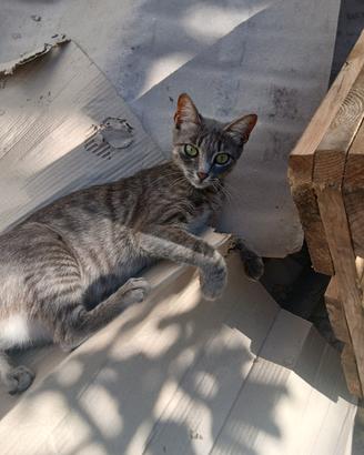 Gattina