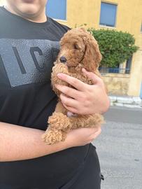 Barboncino nano maschietto