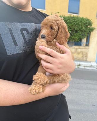 Barboncino nano maschietto