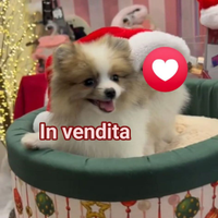 Cucciolo di 4 mesi