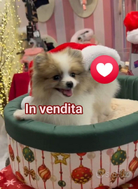 Cucciolo di 4 mesi