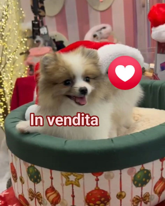 Cucciolo di 4 mesi