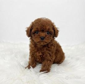 Barboncina meravigliosa Teacup mini Toy Red