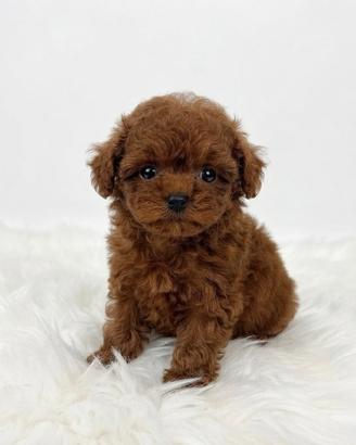 Barboncina meravigliosa Teacup mini Toy Red