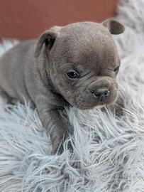 Bulldog francesi blu