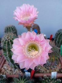 Echinopsis rosa chiaro