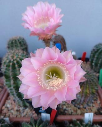 Echinopsis rosa chiaro
