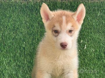 Husky