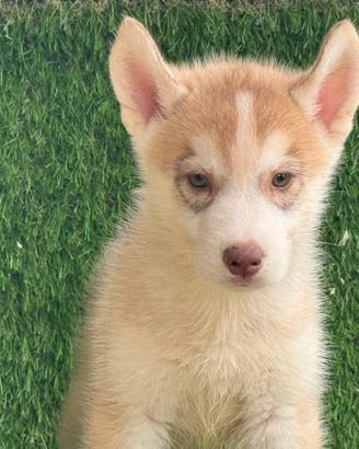 Husky