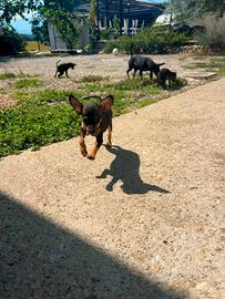 Pinscher