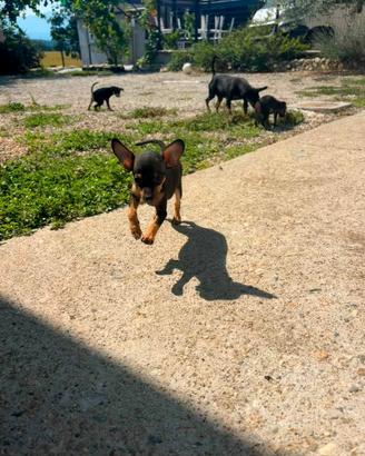 Pinscher