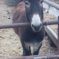 Asino nero di 3 anni