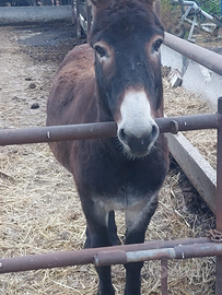 Asino nero di 3 anni