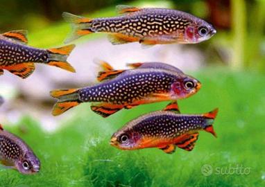 Rasbora galaxy