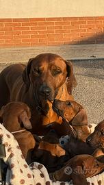 Rhodesian Ridgeback cuccioli di razza