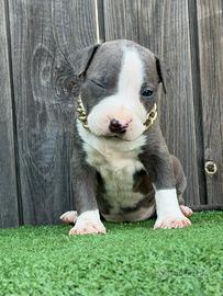 American pitbull terrier
