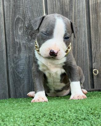 American pitbull terrier