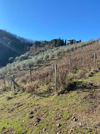 Vigneto di 11 Ha iscritto alla DOCG del Chianti