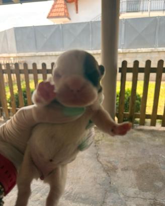 Disponibili bulldog francesi