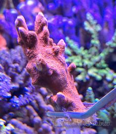 Montipora Digitata Super Red