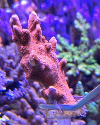 Montipora Digitata Super Red