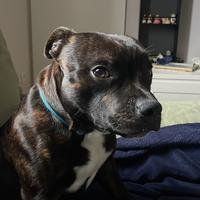 Cane da monta STAFFORDSHIRE BULL TERRIER