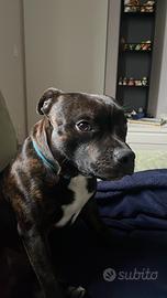 Cane da monta STAFFORDSHIRE BULL TERRIER