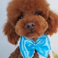 Barboncino nano pedigree enci red