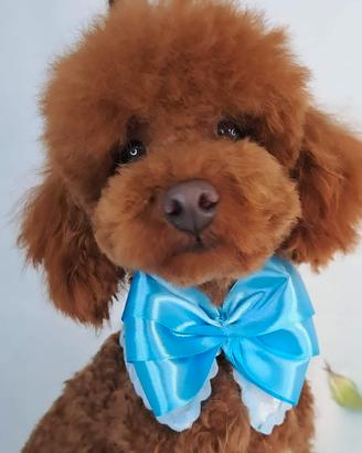 Barboncino nano pedigree enci red