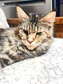 Maine Coon femmina