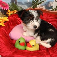 Disponibili Yorkshire Terrier Biewer Tre Colori