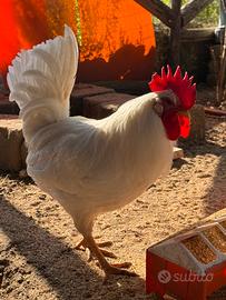 Gallo Giovane Livornese