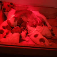 Cuccioli jack russel