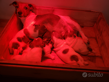 Cuccioli jack russel
