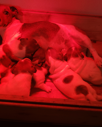 Cuccioli jack russel