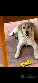 Cucciola Golden Retriever
