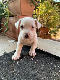 Cuccioli bisognosi di casa