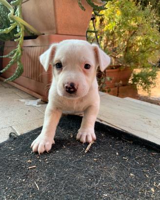 Cuccioli bisognosi di casa