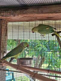 Coppia parrocchetti dal collare