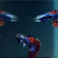 Guppy show