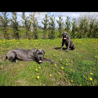 Monta cane corso