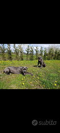 Monta cane corso