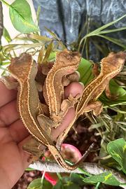 Gechi ciliatus