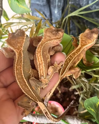 Gechi ciliatus