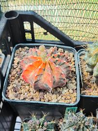 pianta grassa gymnocalycium 