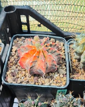 pianta grassa gymnocalycium 