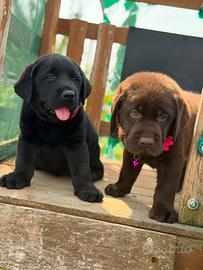 Labrador neri e cioccolato con pedigree