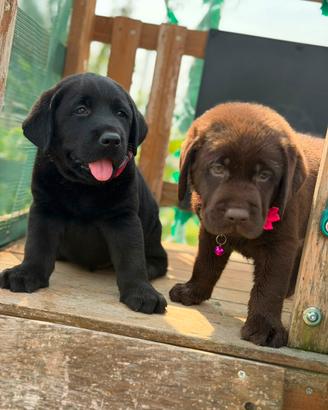 Labrador neri e cioccolato con pedigree
