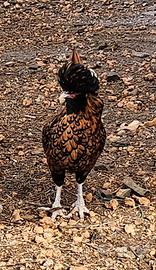 Galline padovana