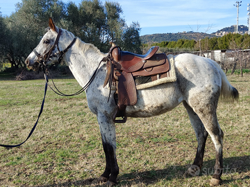 Cavallo